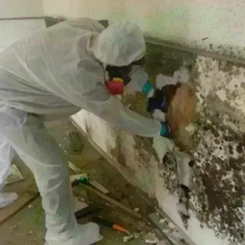 Mold Remediation and Removal in Abington, MA